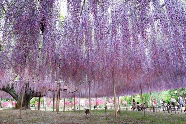 A csodálatos Ashikaga virág park